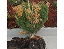 Figure 2 Boxwood exhibiting random dieback of foliage caused by Colletotrichum theobromicolaJPG
